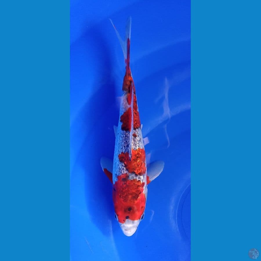 ghosiki ginrin 22cm
