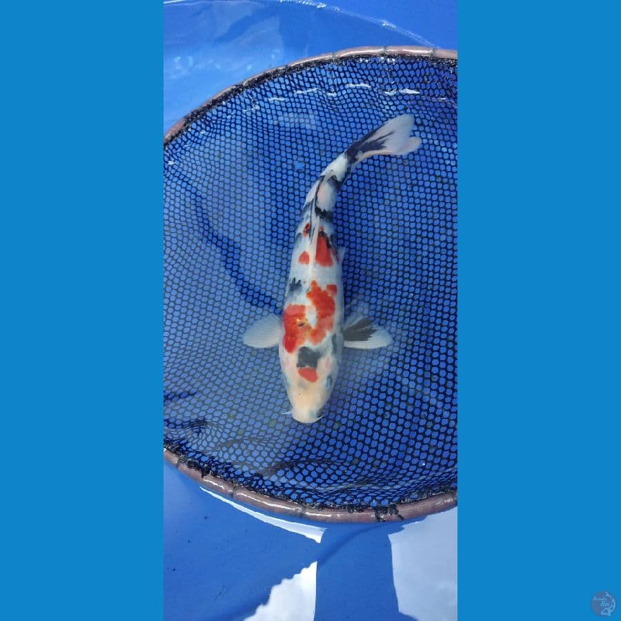 showa 24cm