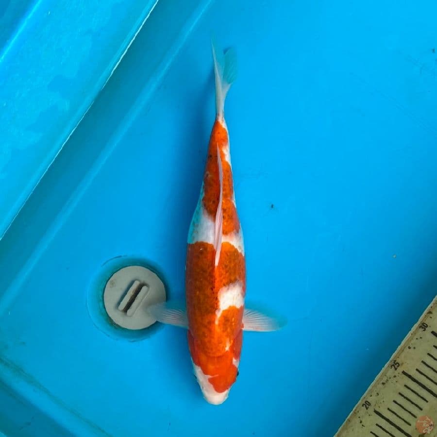 ai koromo F 37cm