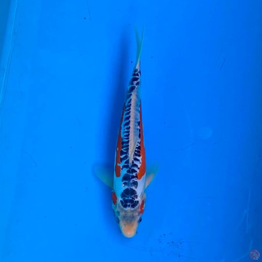 shusui ready 25cm