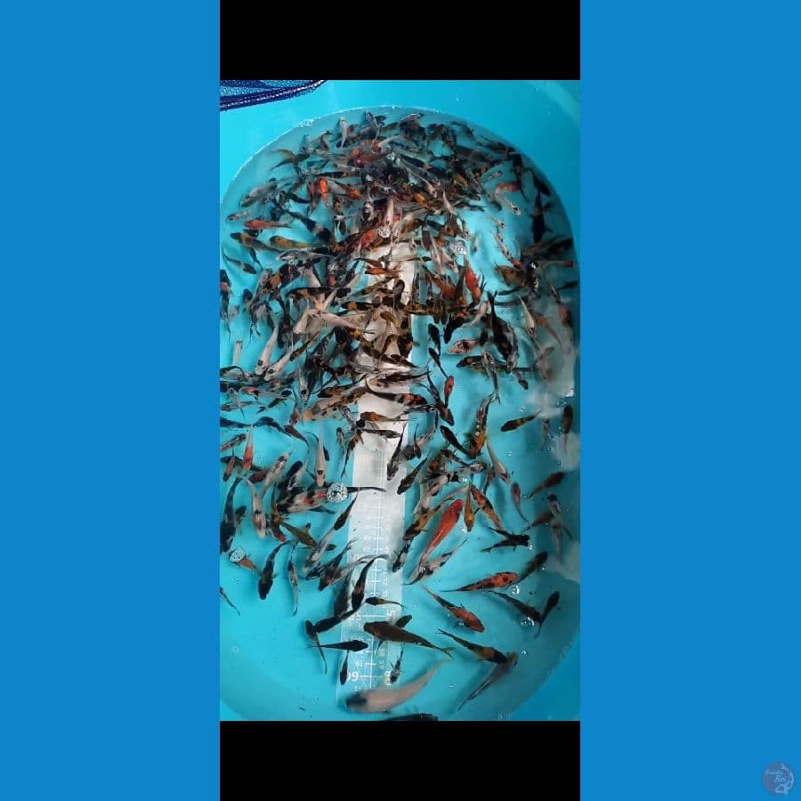Showa Shiro Mix 4-7cm 400 ekor
