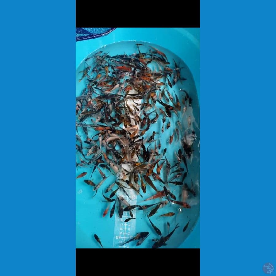 Showa Shiro Mix 4-7cm 400 ekor
