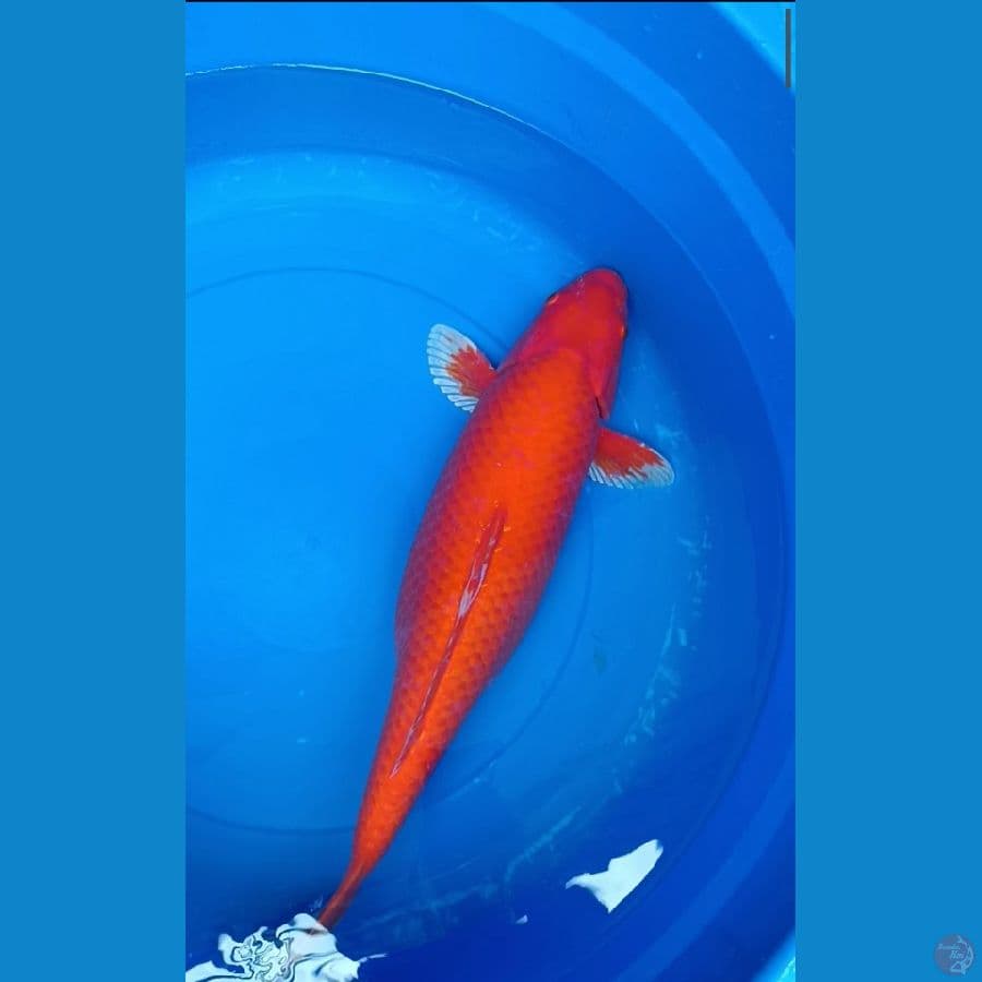 Akahajiro 52 cm