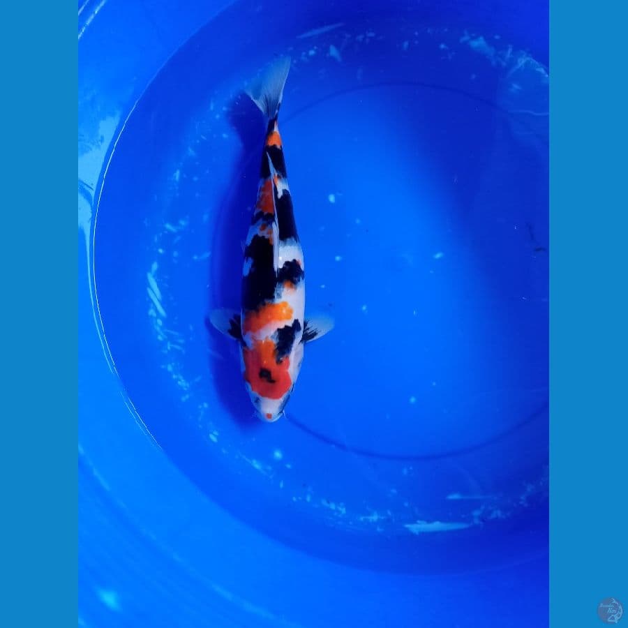 showa 37cm