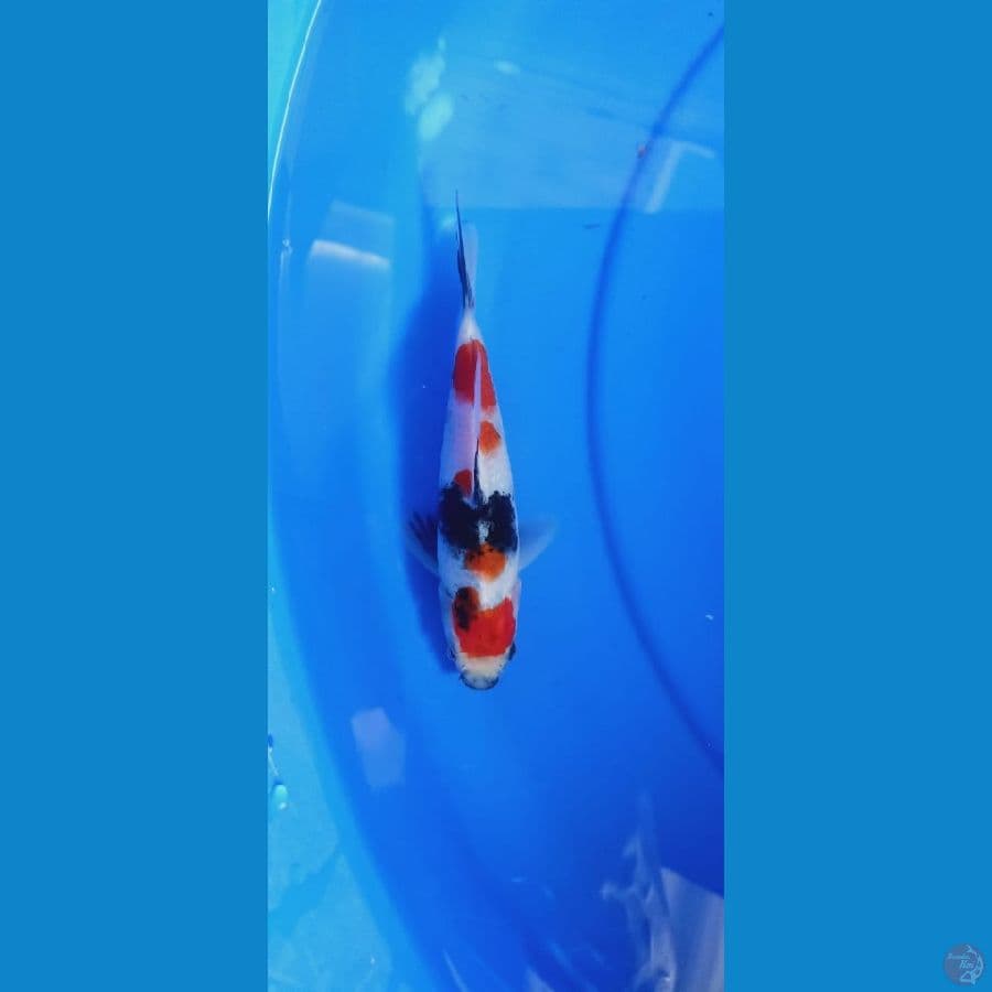 showa