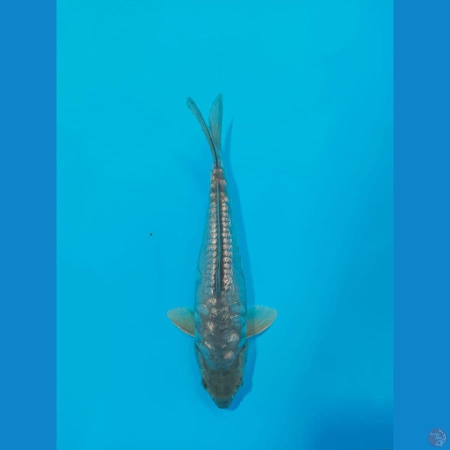 SORAGOI 26CM SISIK NAGA GINDRIN