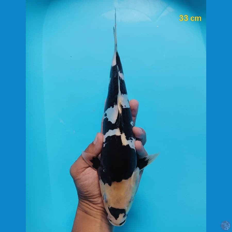 F1 Shiro doit 33 cm