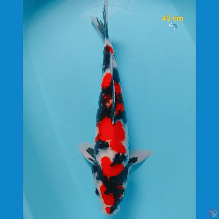 Showa Sansoku 42 cm