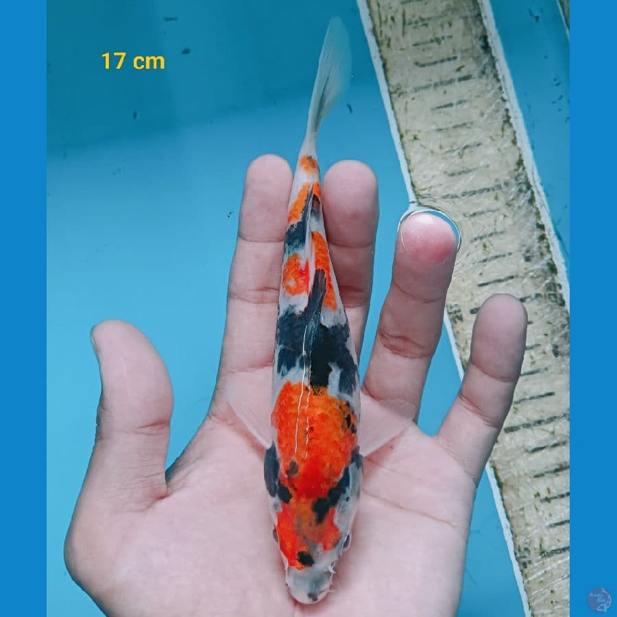Bahan Super 17 cm