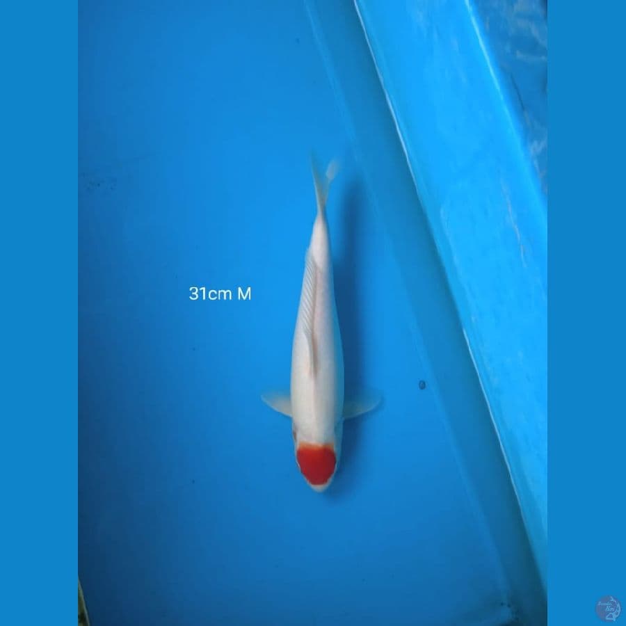 tancho kohaku merah strong skin putih