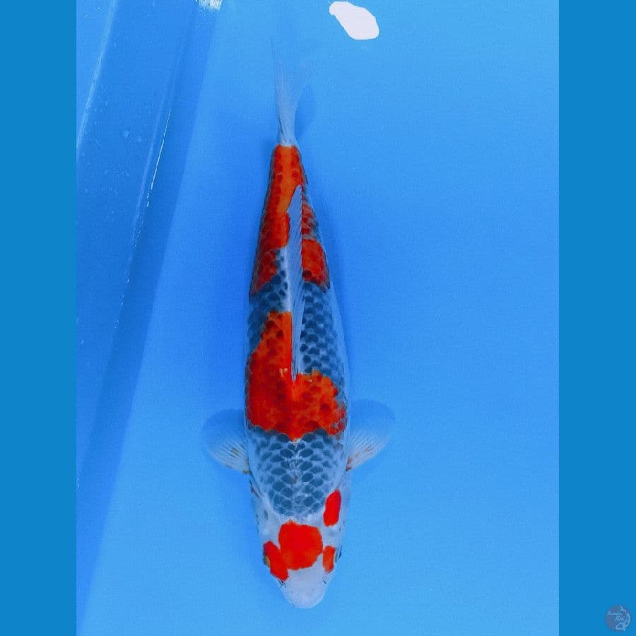 GHOSIKI JUMBO 48 CM ORYGINAL F