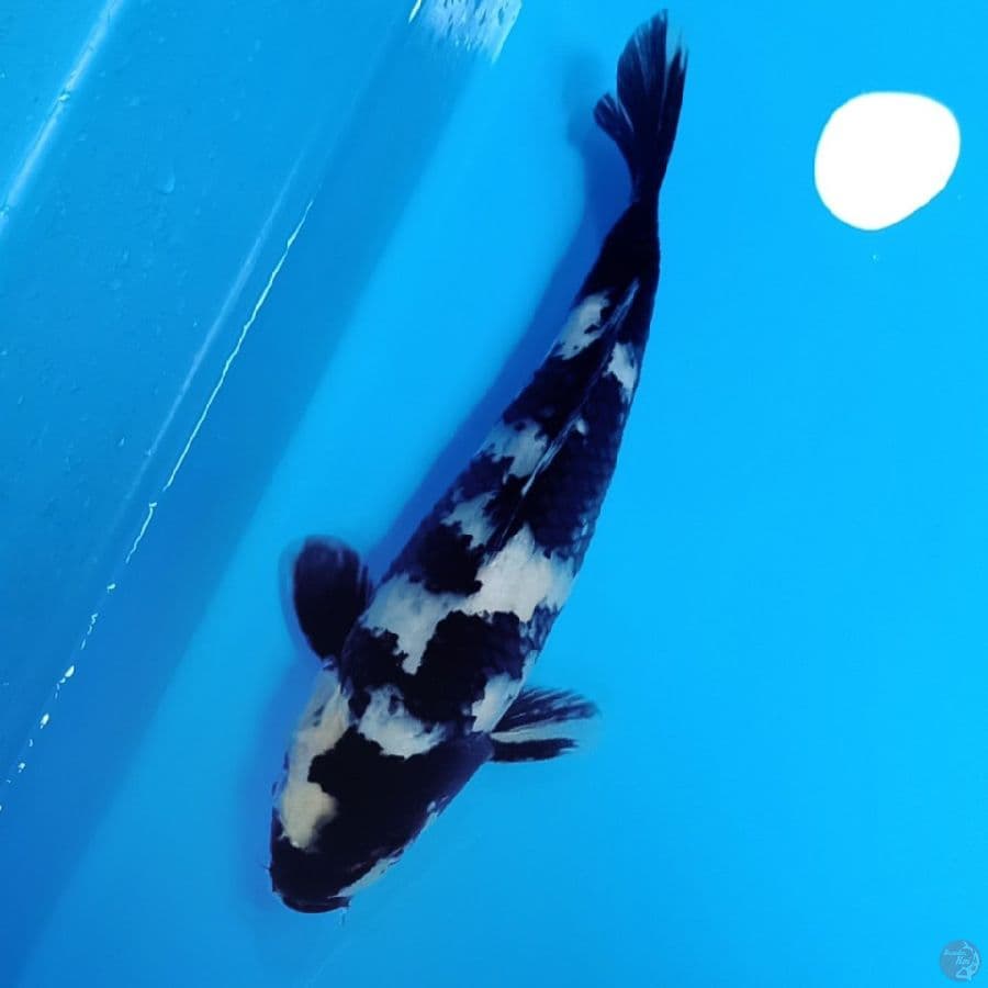 shiro 30cm female