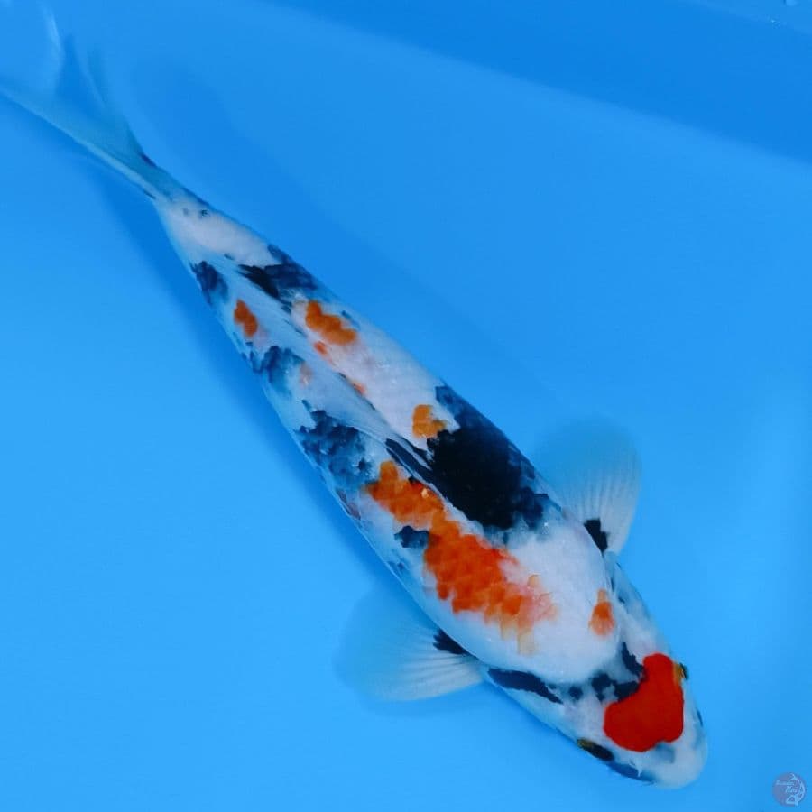 kindai Showa tathegoi. 35 cm