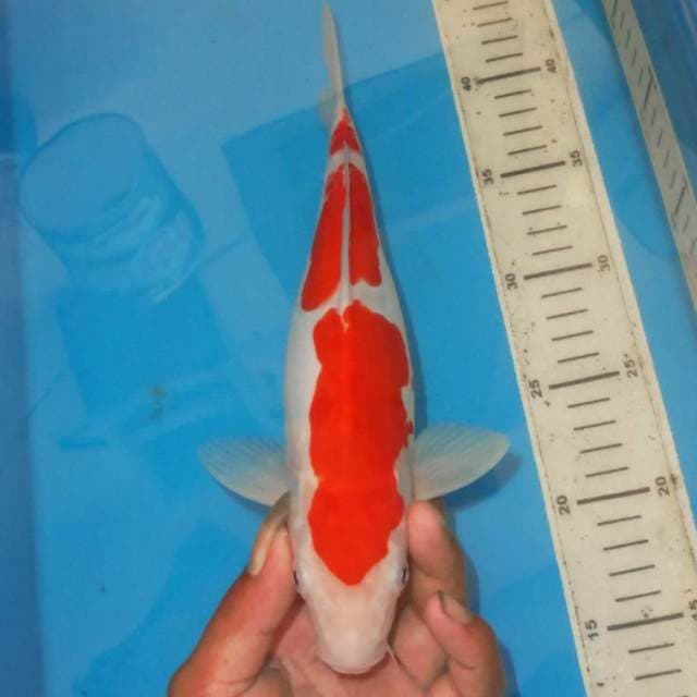 SANDAN KOHAKU SIMETRIS