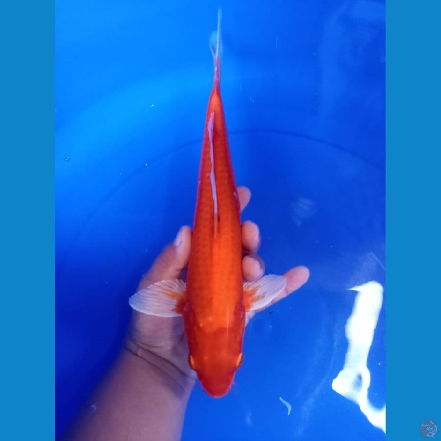 benigoi merah strong 34cm