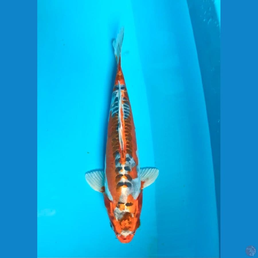 kiko 30cm jantan