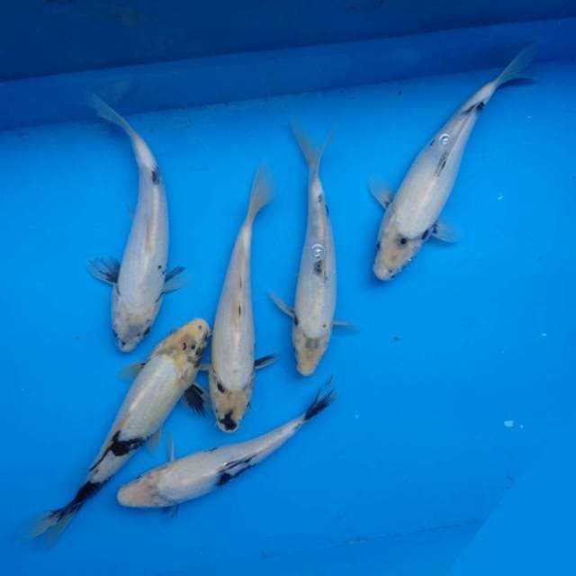 Mix Tategoi Shiro-Bekko F1