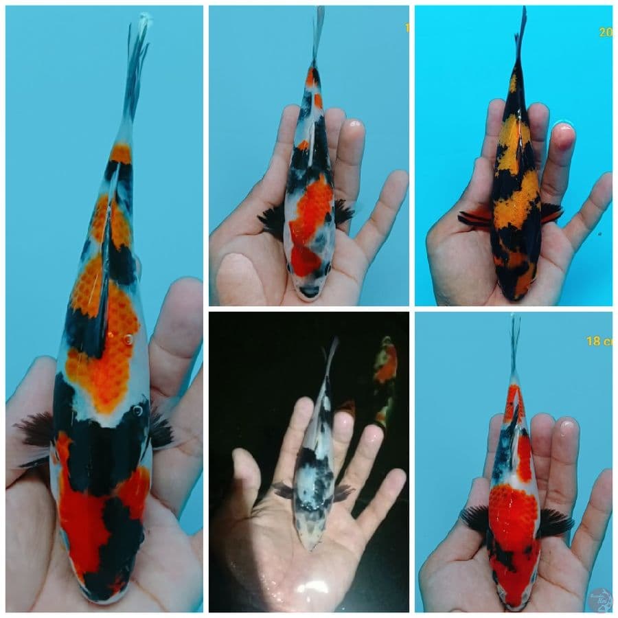 Paket Hemat minion SQ