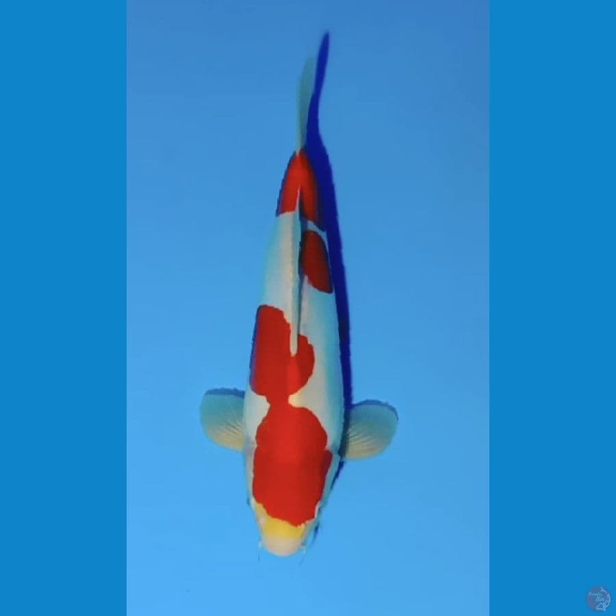 doitshu 35cm