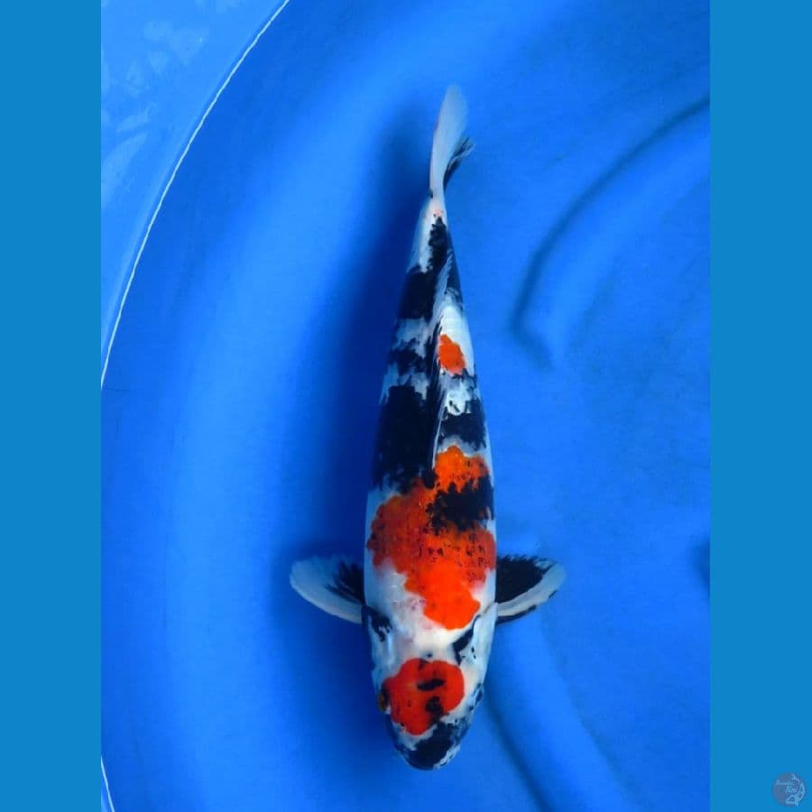 40cm , Male Koromo Showa