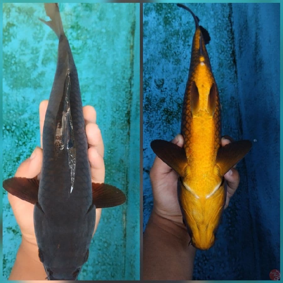 karasu tembus