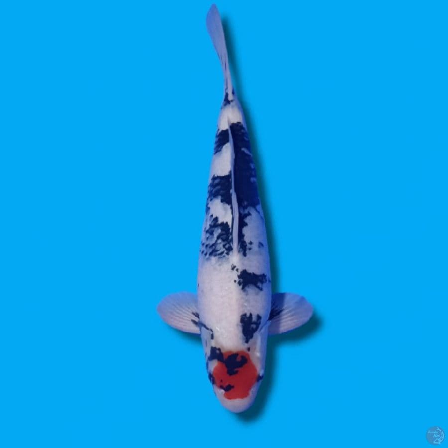 TANCHO SHOWA HQ motogoro 46CM MALE (tathegoi)