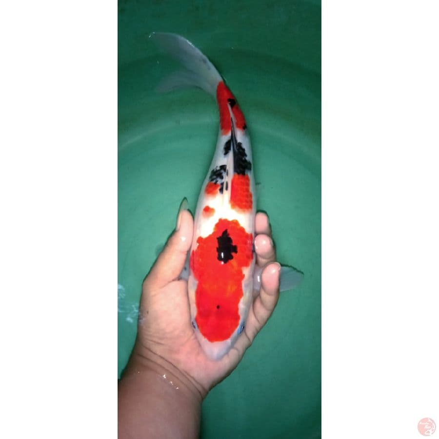 sanke HQ 25cm