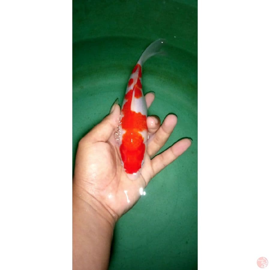 kohaku SQ 20cm