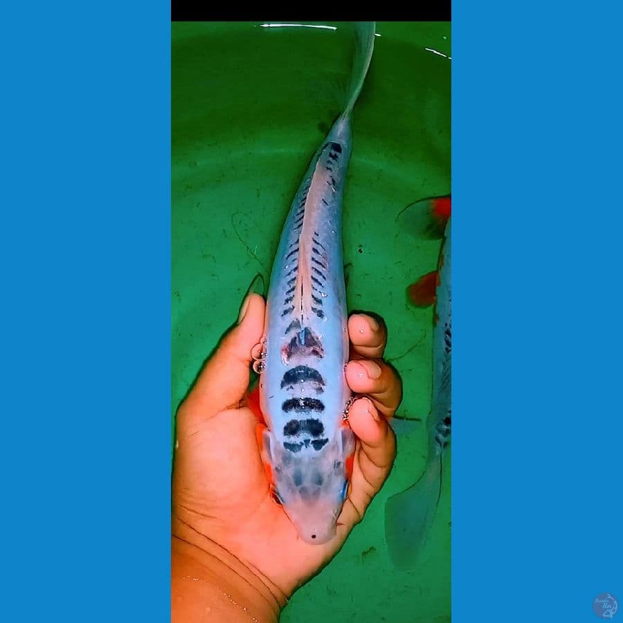 shusui 25bu blooline yamaju
