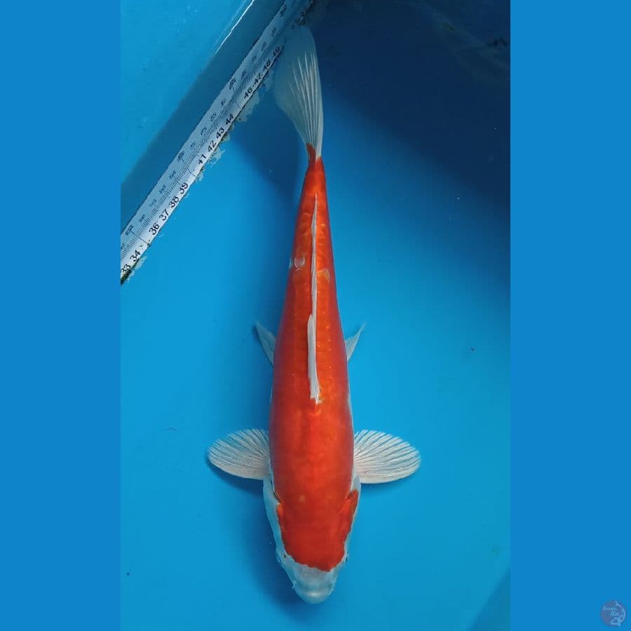 ikushui 31cm