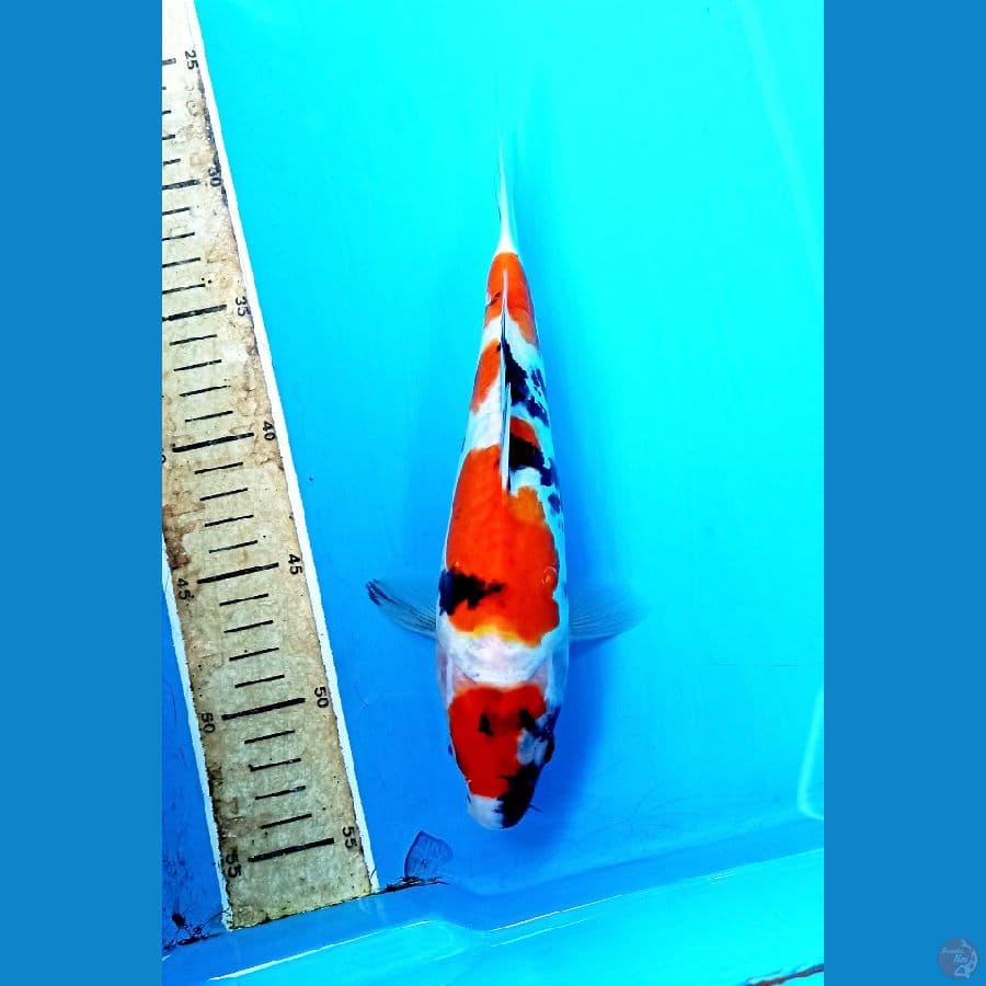 showa doit 25cm