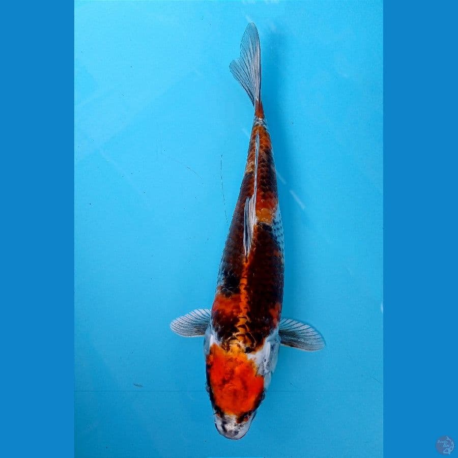 showa hikari 25 cm