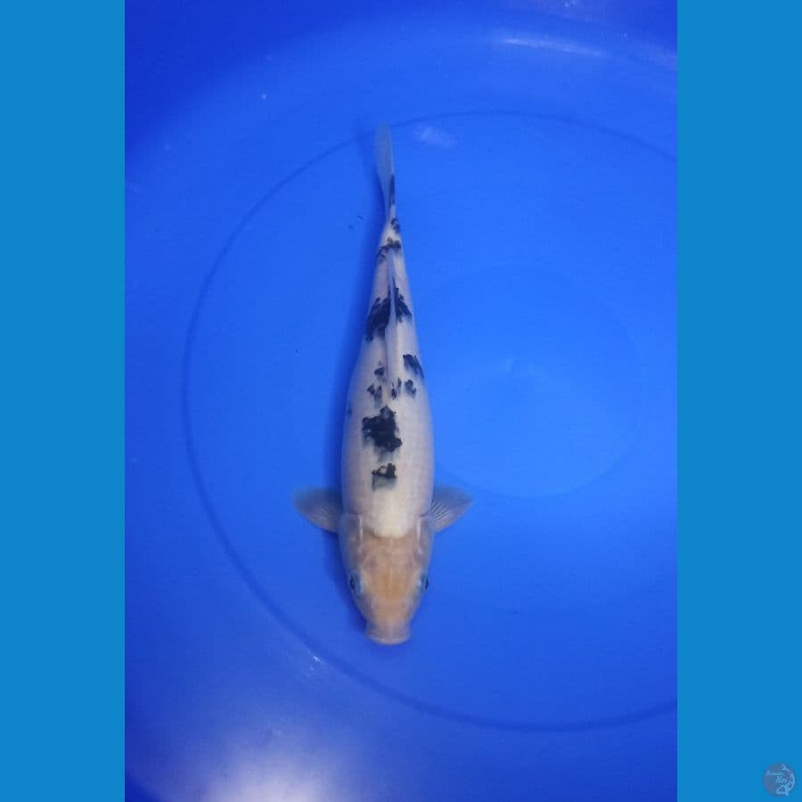 bekko 30cm