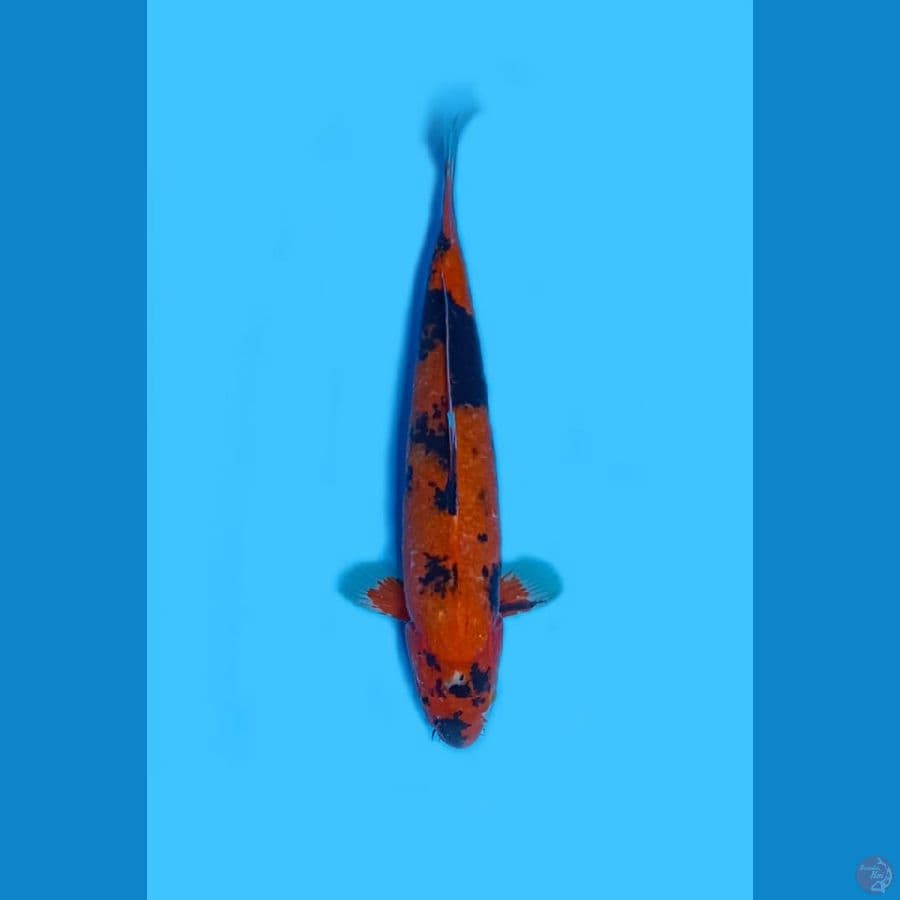 hi utsuri sz 43cm