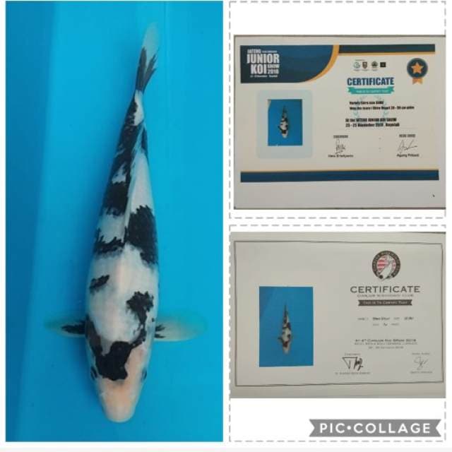 shiro juara 1 berturut-turut