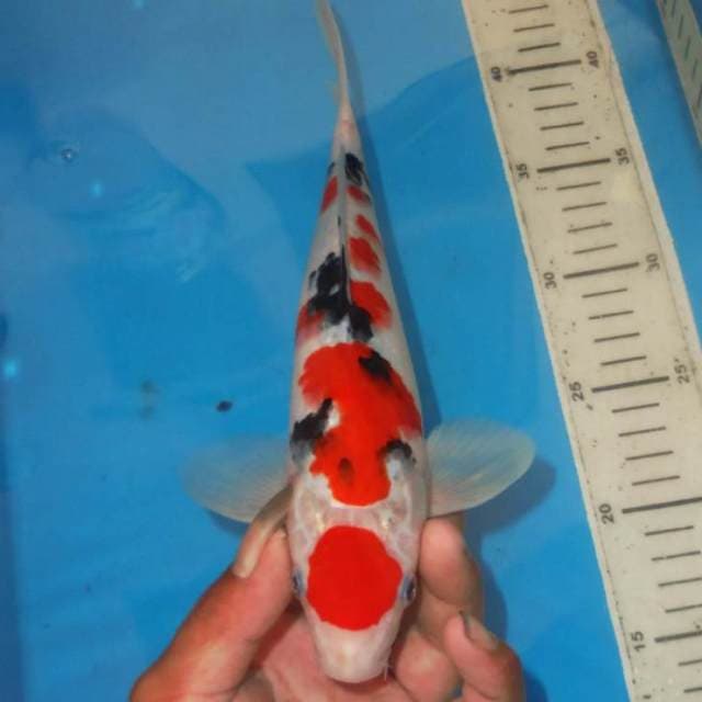 MARUTEN TSUBOSUMI SANKE