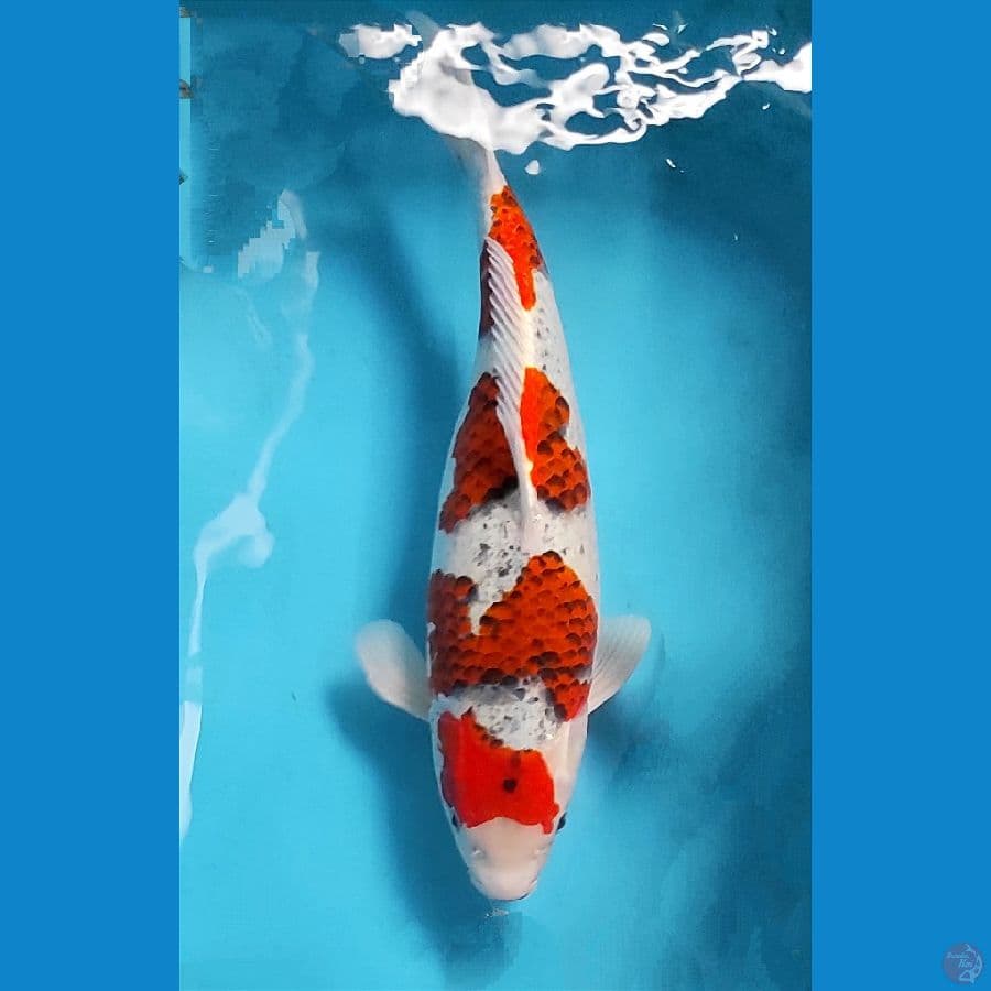 BeniMatsukawabake 46cm / Female