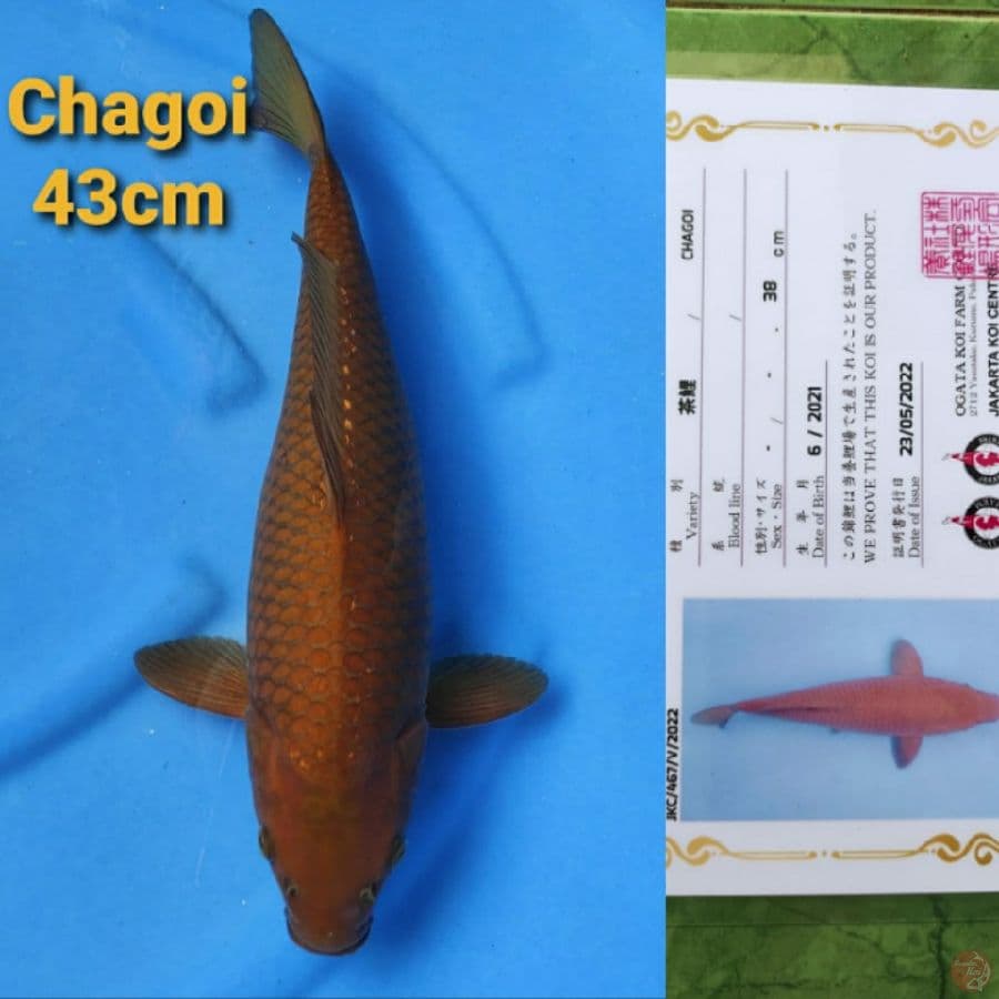 OGATA CHAGOI 43CM SERTI