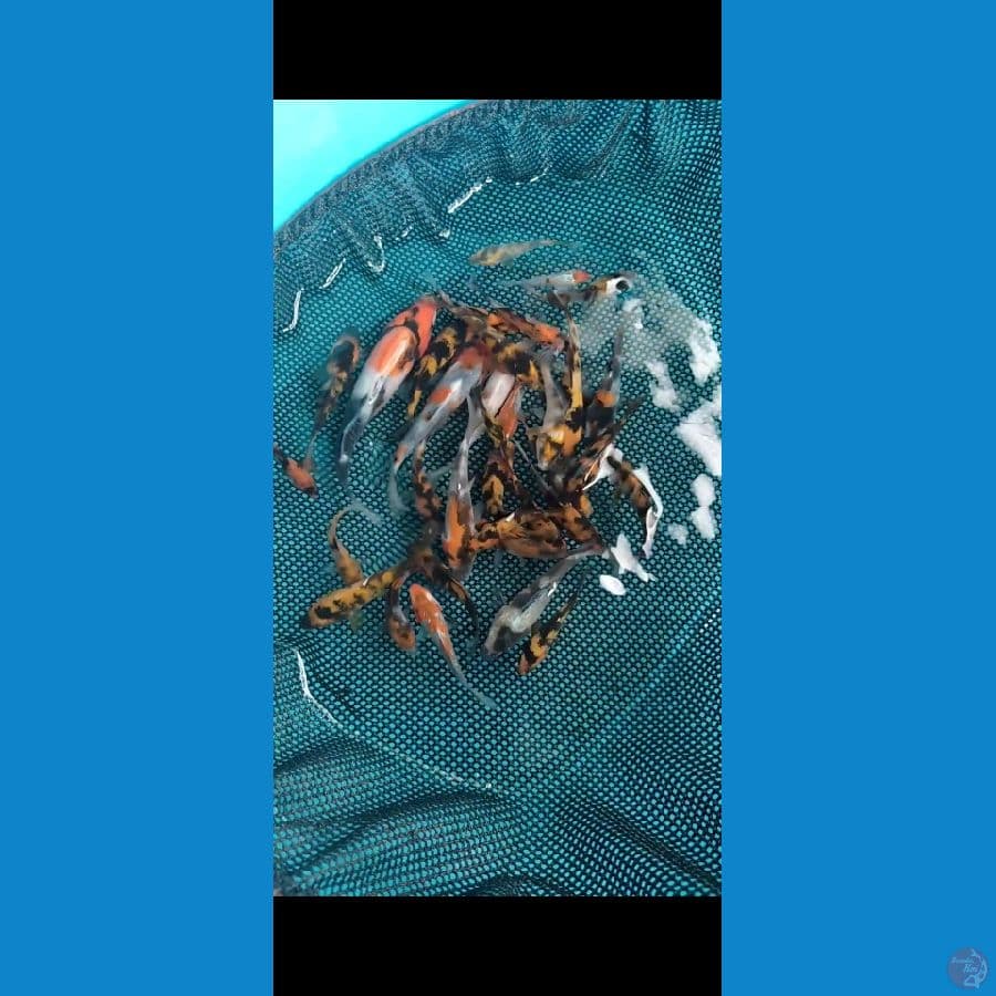 Bibit Showa Grade 4-15cm