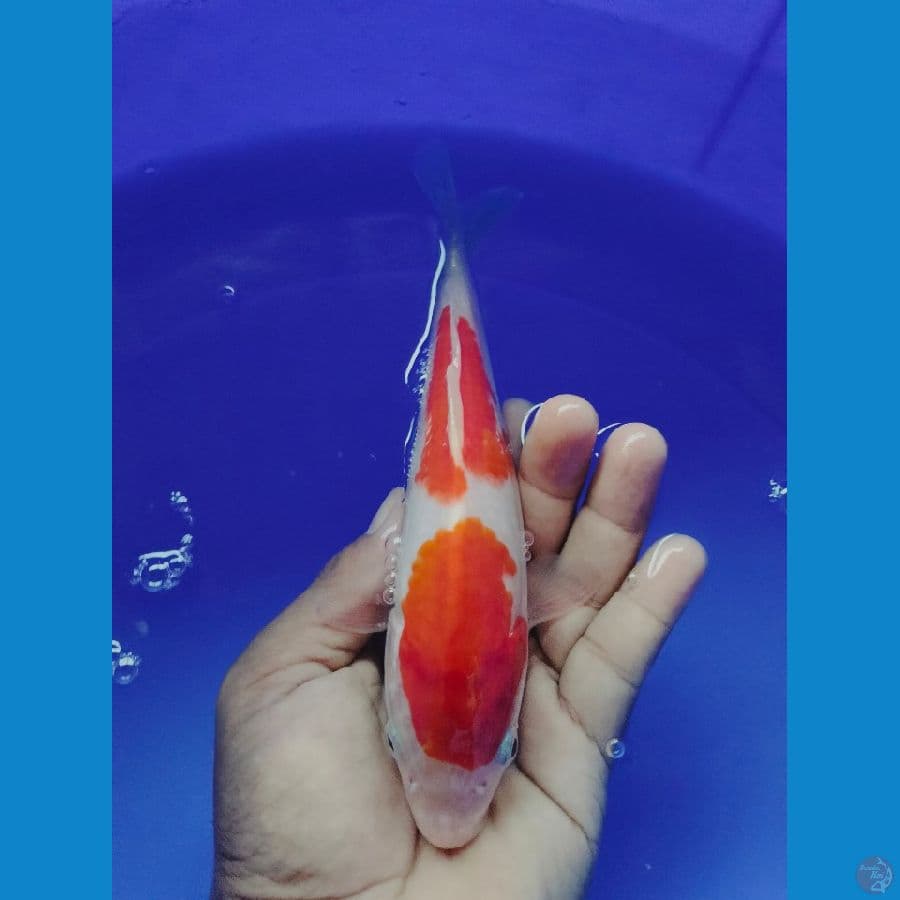 KOHAKU 20CM