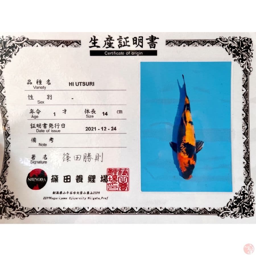 SHINODA HIUTSHURI 40bu
