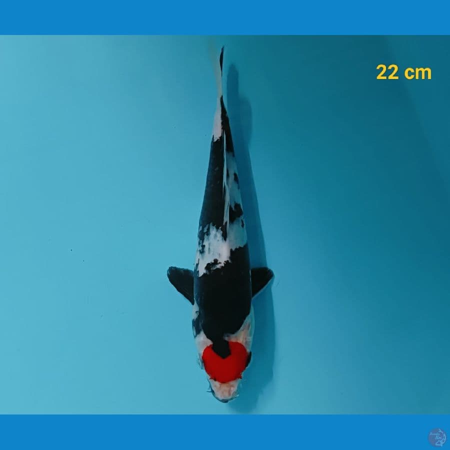 Tancho showa 22 cm