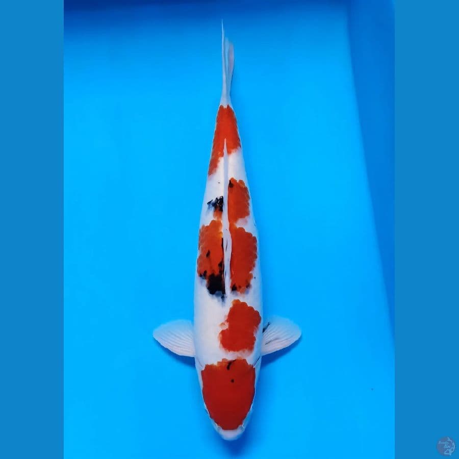 maruten sanke 50cm male
