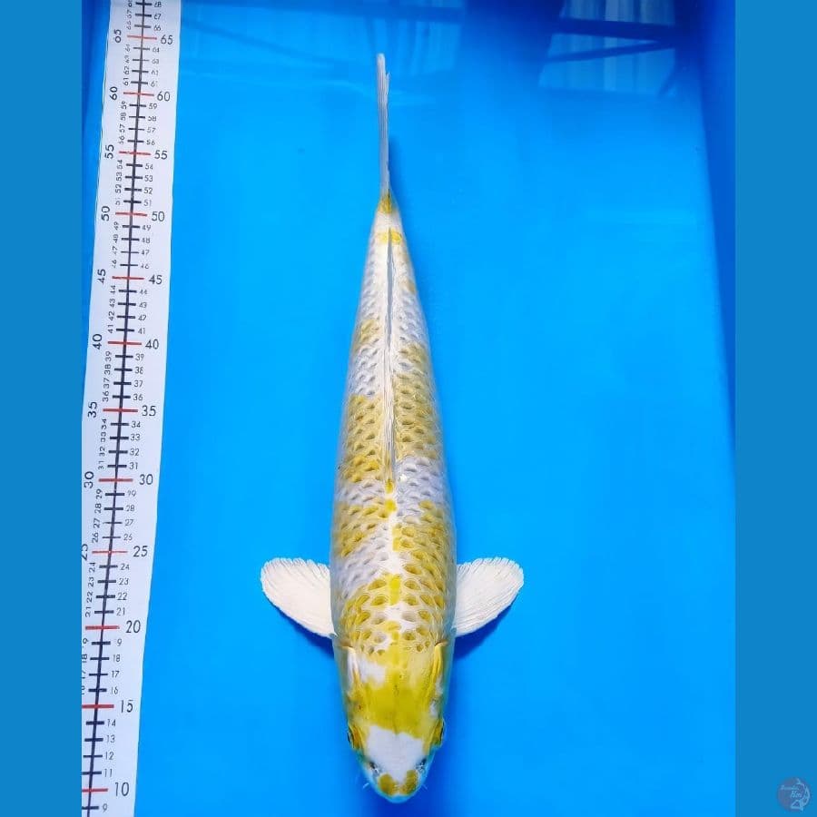 hariwake 50cm