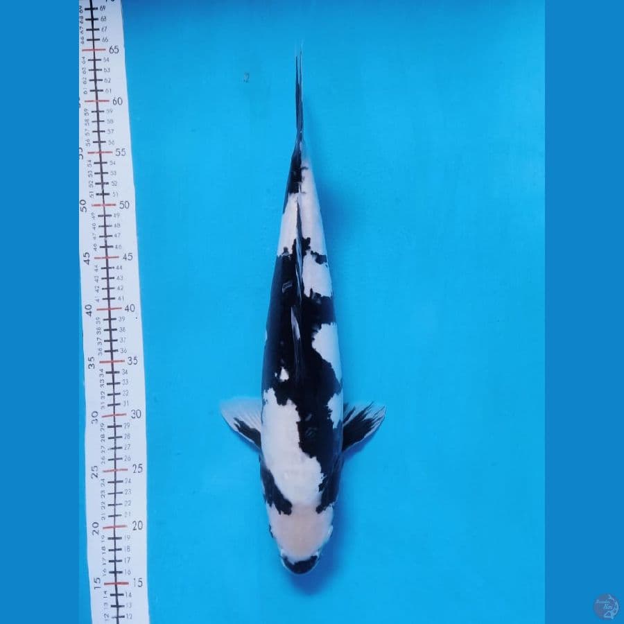 doistsu 46cm