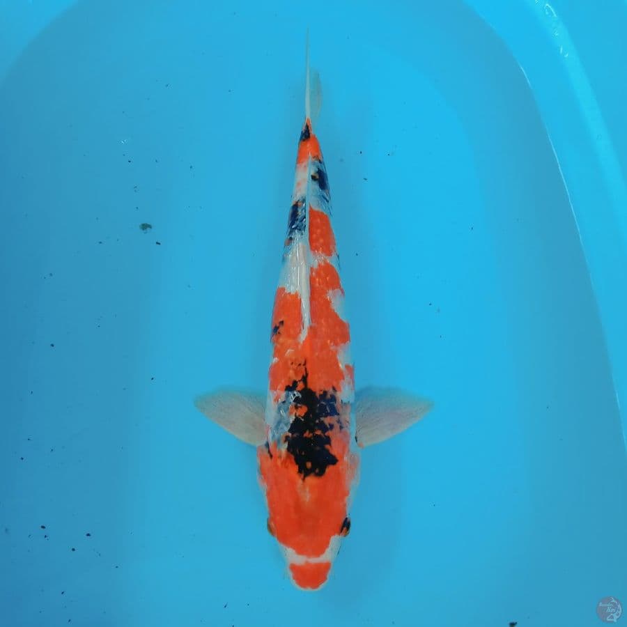 showa gindrin male 43 cm