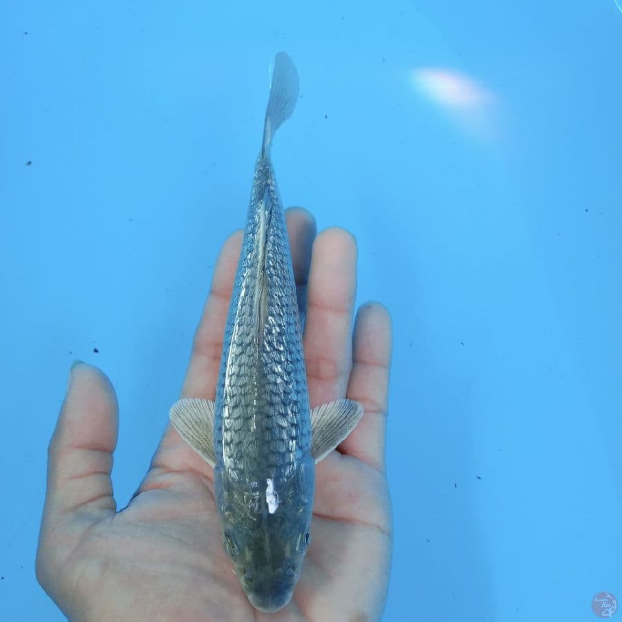 soragoi 19 cm