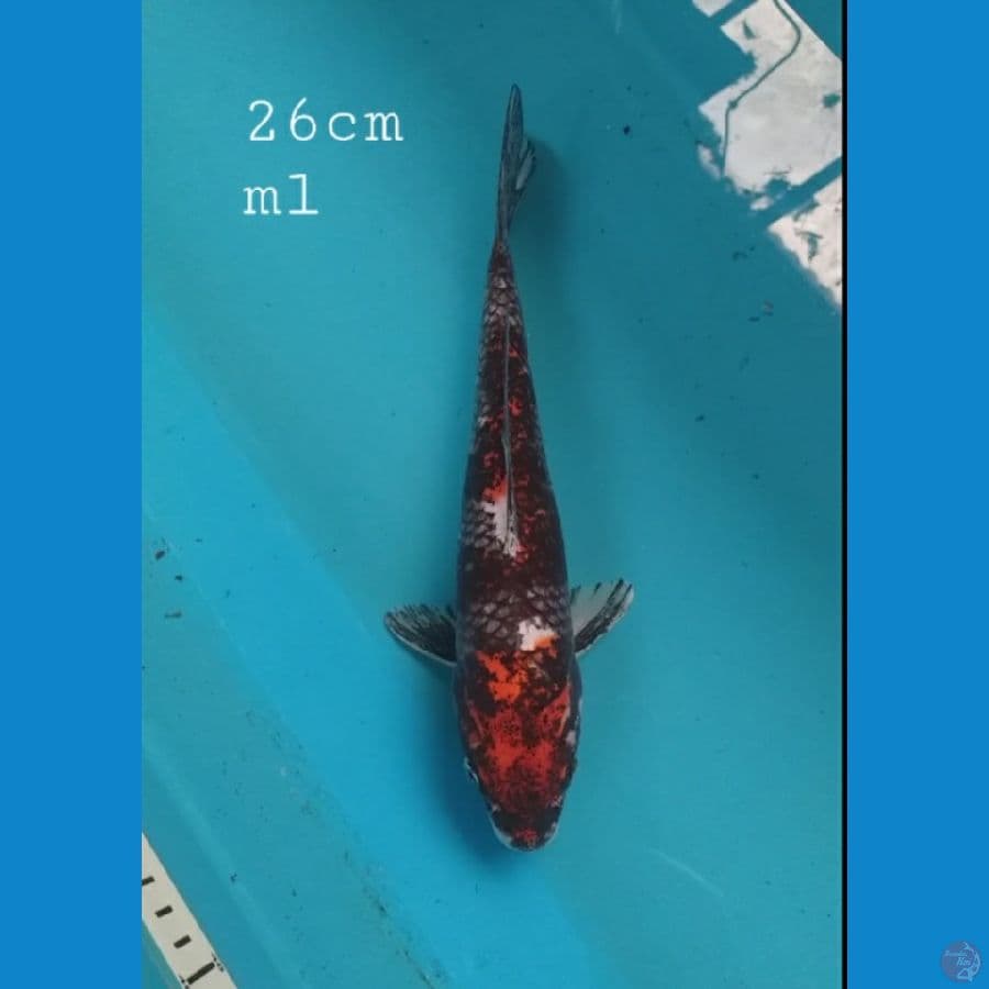 Beni matsukawabake 26cm/ml