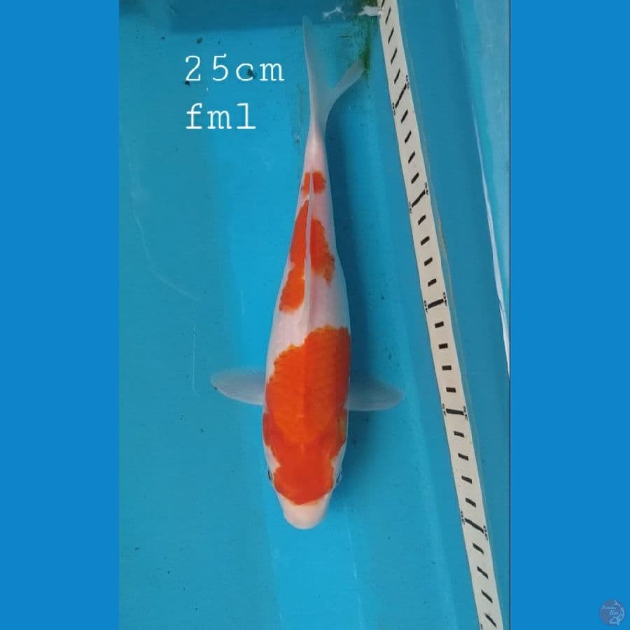 kohaku 25cm/fml