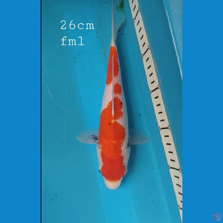 Beni matsukawabake 26cm